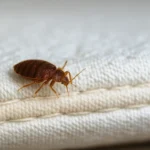Können Bettwanzen springen? Fakten und Mythen zum Verhalten der Parasiten